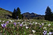 13 Estese fioriture di crocus vernus 